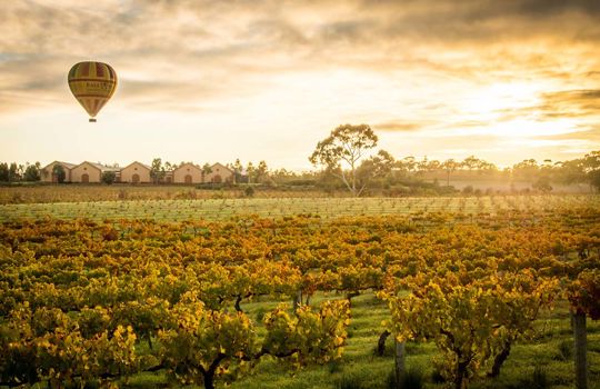 Murray Street Vineyards, Barossa