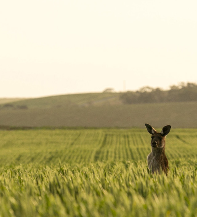 Clare Valley