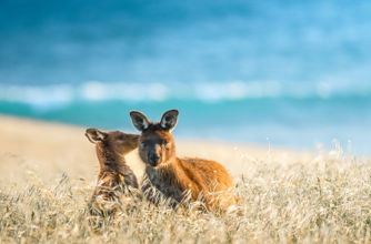 Cape Willoughby, Kangaroo Island