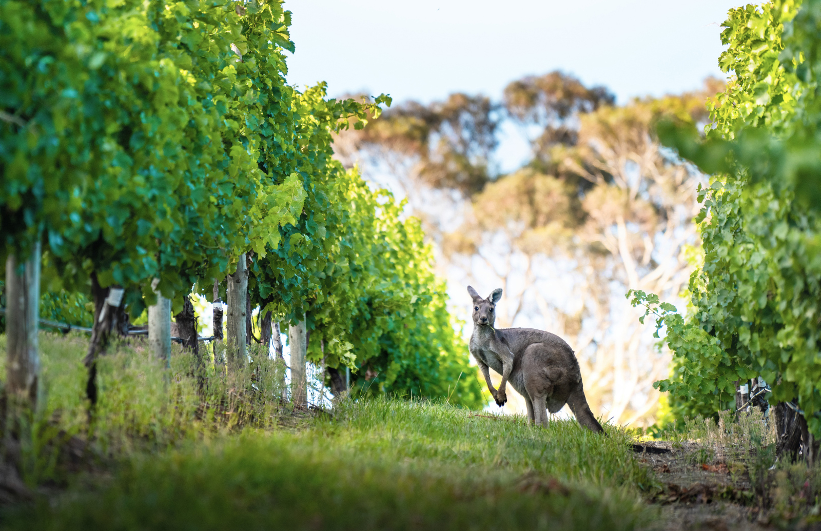 The Lane Vineyard, Adelaide Hills