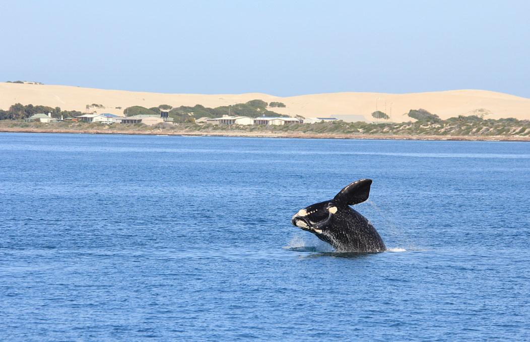 Great Australian Bight, La Péninsule d’Eyre