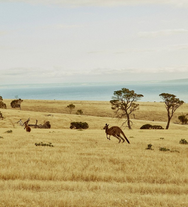 Péninsule de Fleurieu