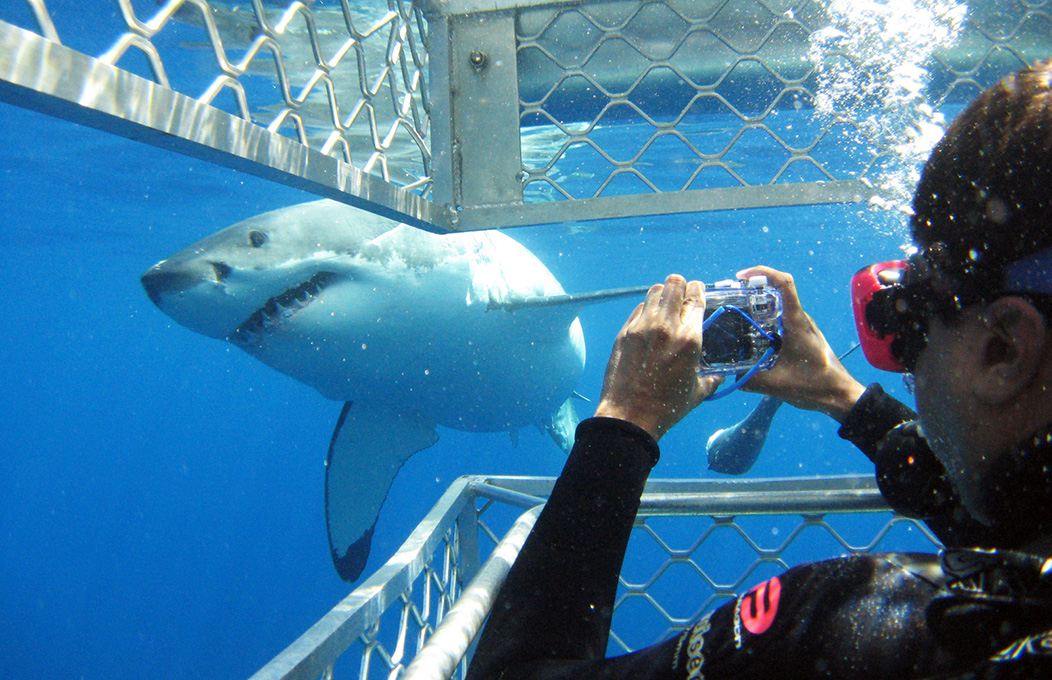 Shark Cage Diving, Eyre Peninsulsa