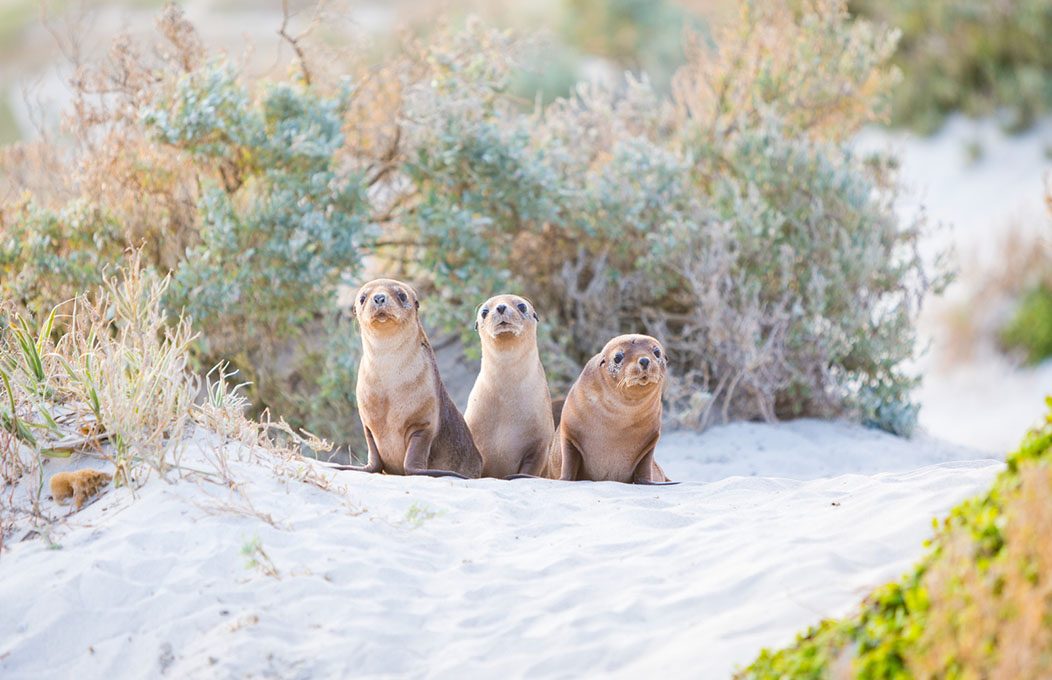 Seal Bay Conservation Park, Kangaroo Island 