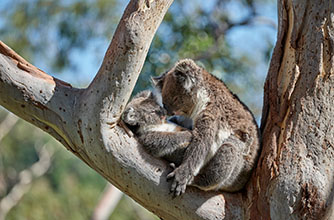 Koalas, Adelaide Hills