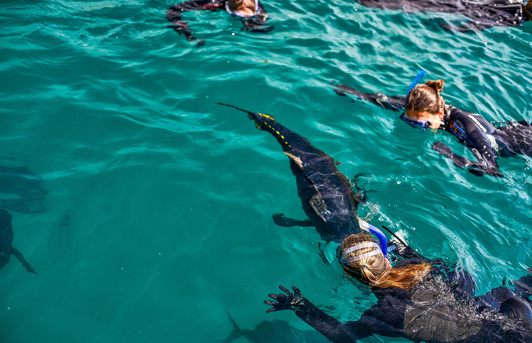 Oceanic Victor, La Péninsule de Fleurieu