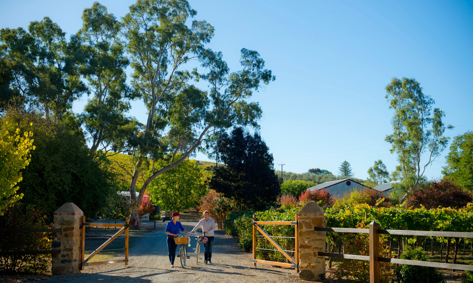 Cycling, Clare Valley