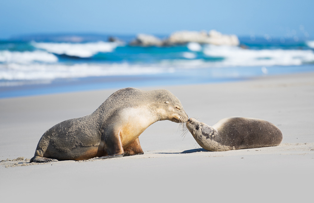 Seal Bay Conservation Park, Kangaroo Island