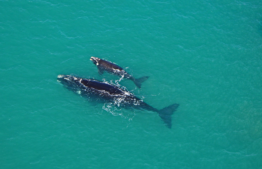 Whale Watching, La Péninsule de Fleurieu