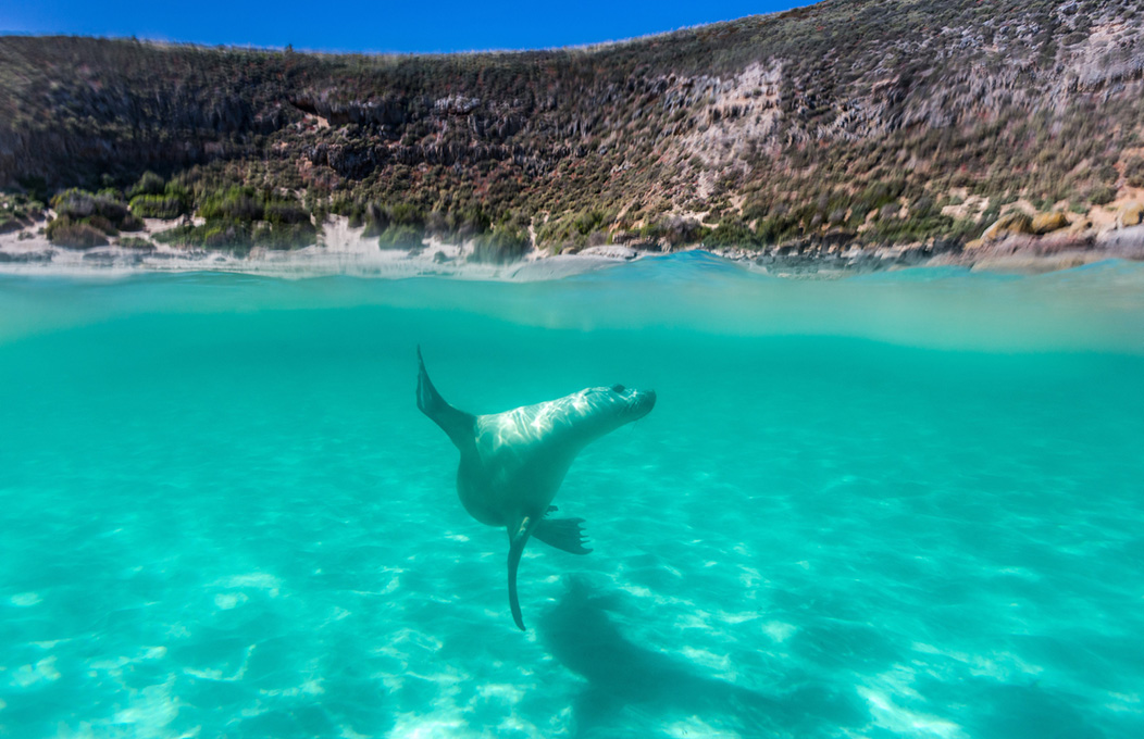 Hopkins Island, La Péninsule d’Eyre