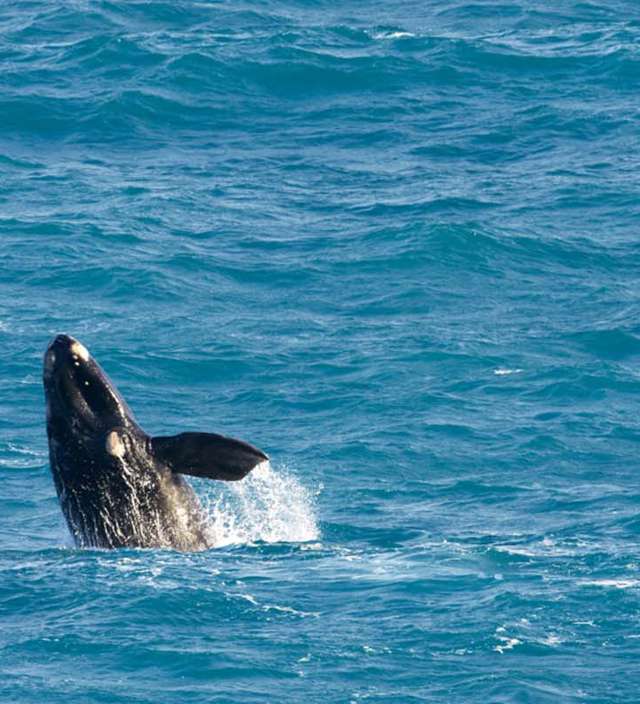 Les meilleurs spots pour observer les baleines en Australie du Sud