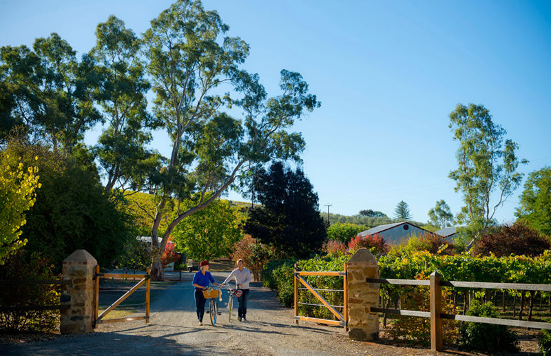 Cycling, Clare Valley