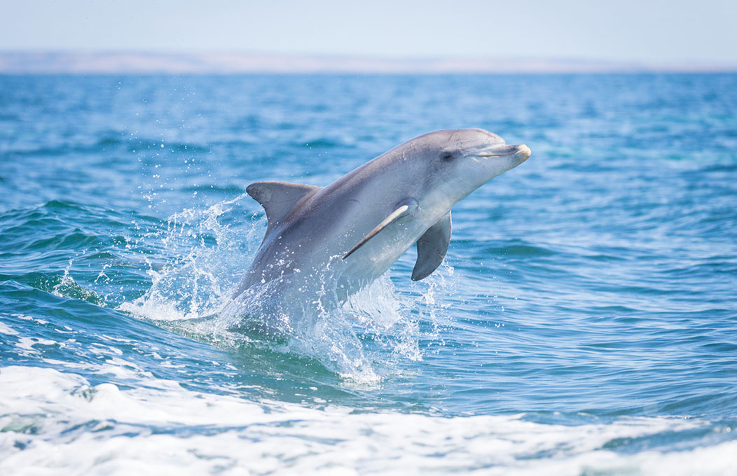 Dolphin, Kangaroo Island