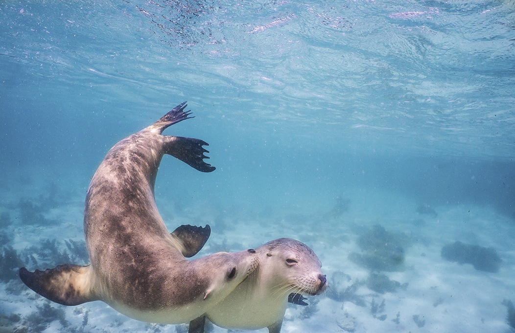 Baird Bay, La Péninsule d’Eyre