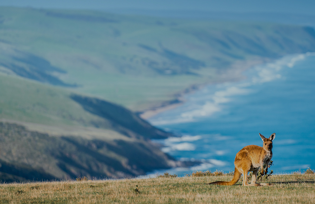 Australie a la Carte